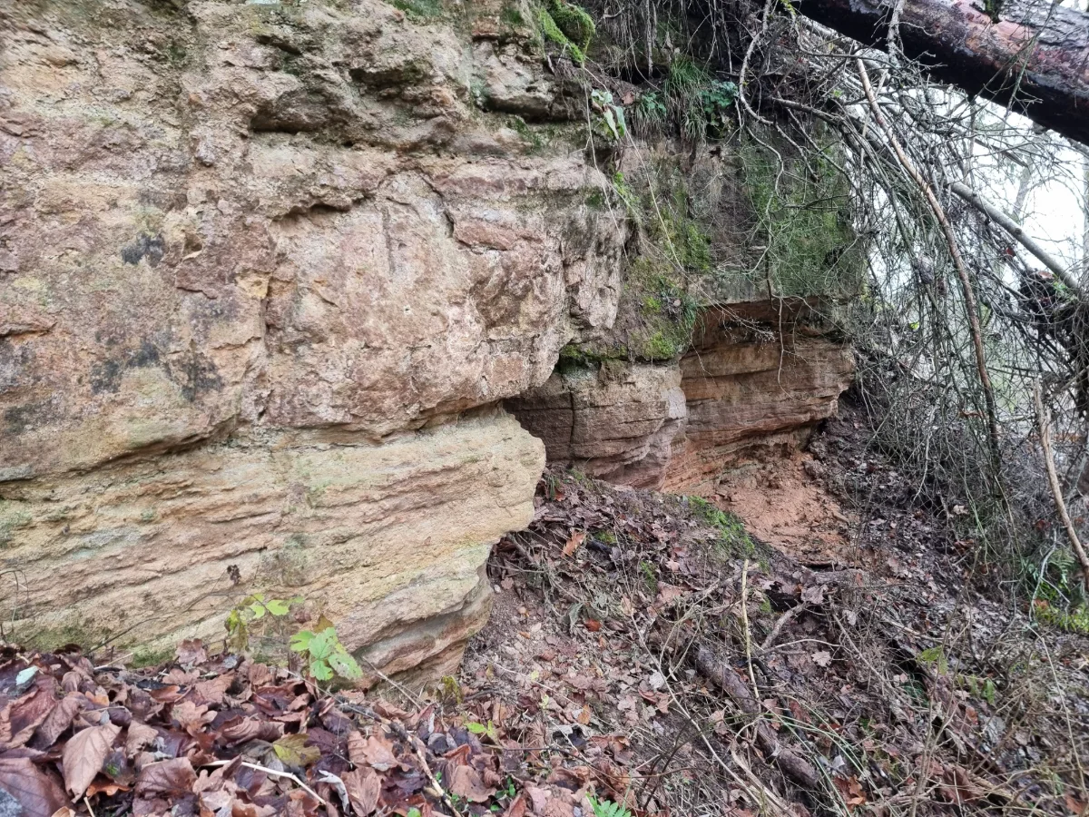 Vilces lielais atsegums. 2025. gada decembris.