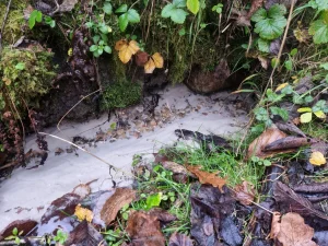 Gulbju avots. 2025. gada novembris.