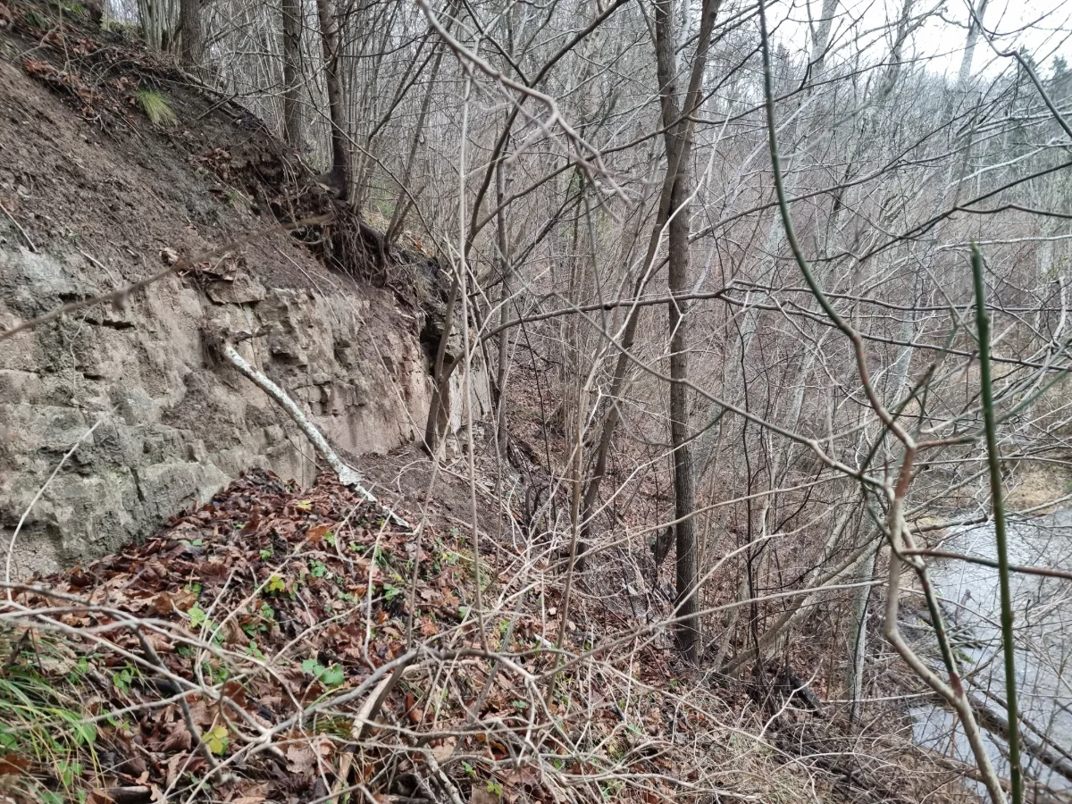 Imulas atsegums pie Rožkalniem. 2025. gada novembris.