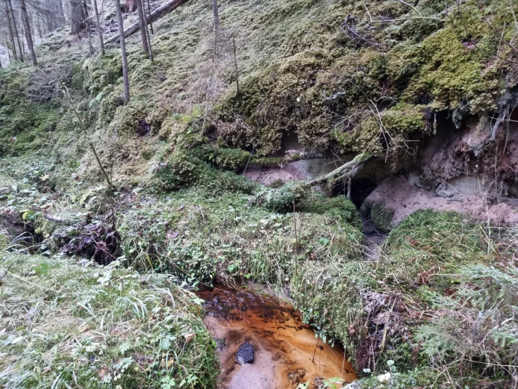 Polbrenču veselības avots ieplūst Mežuļu strautiņā. 2025. gada novembris.