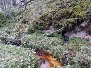 Polbrenču veselības avots ieplūst Mežuļu strautiņā. 2025. gada novembris.