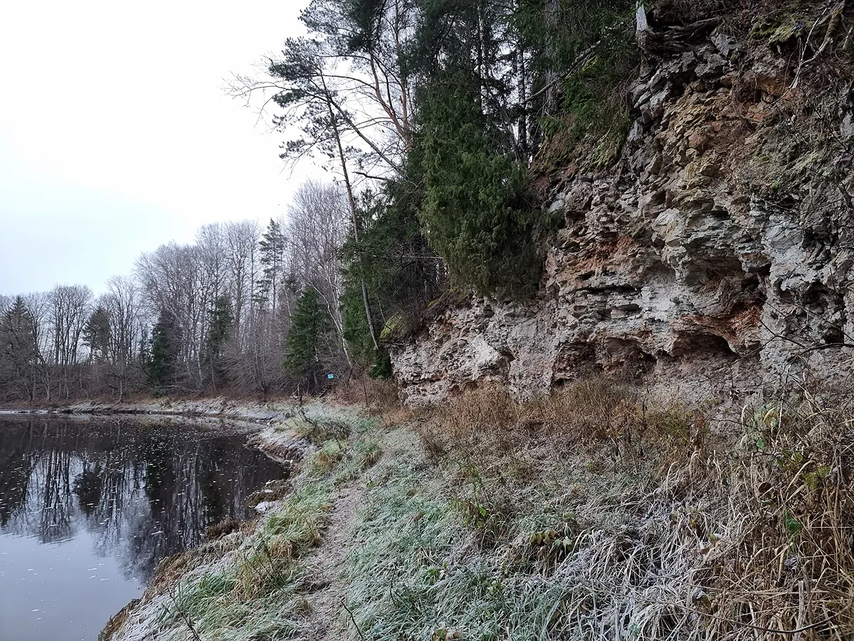 Morišķu atsegums. 2025. gada novembris.