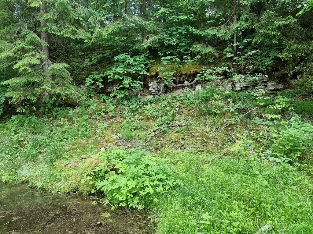 Dolomīta atsegums pie Vidus Smīdēm - pirmais pamatiežu atsegums Amatas krastos. 2024. gada jūnijs.