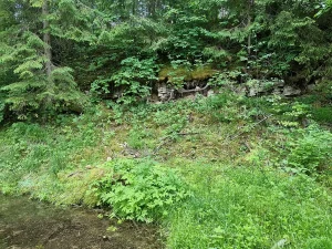 Dolomīta atsegums pie Vidus Smīdēm - pirmais pamatiežu atsegums Amatas krastos. 2024. gada jūnijs.