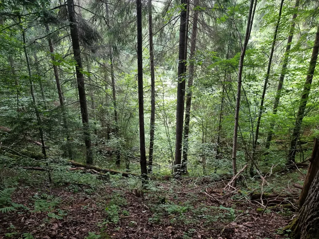 Rundānu Valna dūbe (Rundēnu Velna dobe)